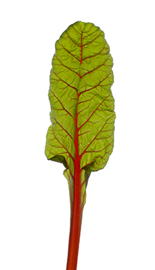 Scann2020 124 Krautstil.jpg